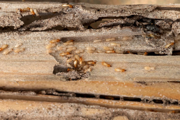 Wildlife Control Services in Oceanport, NJ